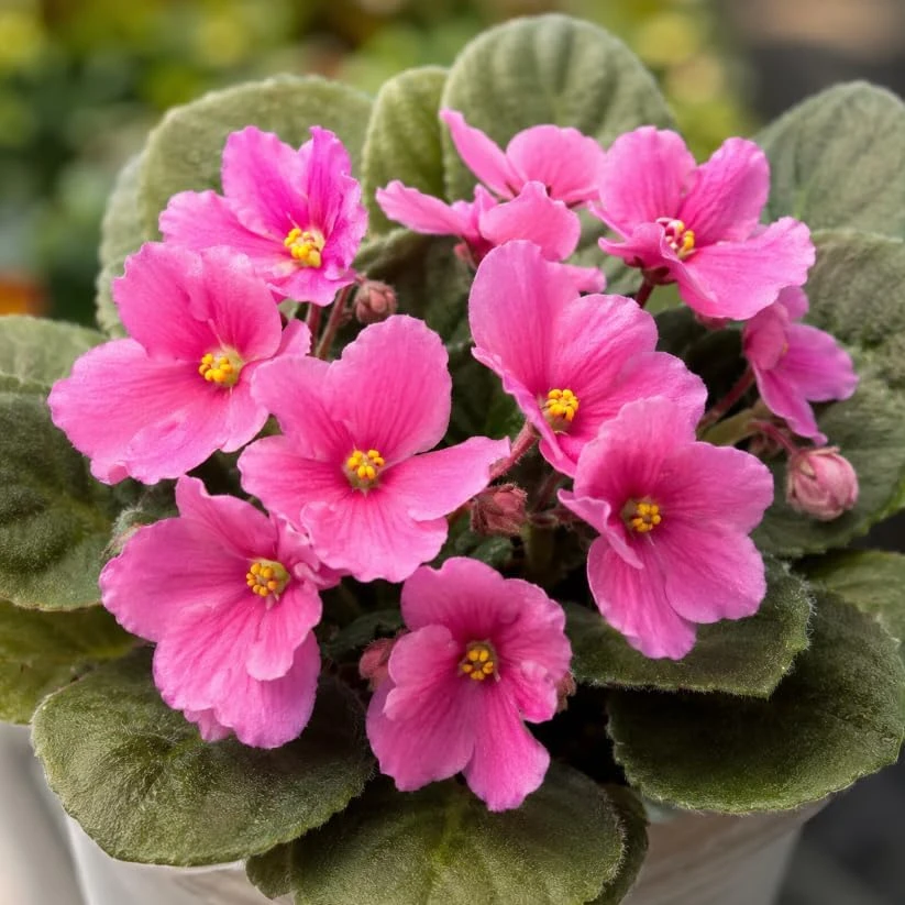 African Violet Live Plant with Pink Flowers - 3-5 Inches Tall, 4 Inch Pot - Indoor Houseplant - Image 7