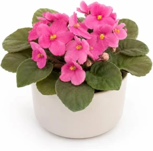 African Violet Live Plant with Pink Flowers - 3-5 Inches Tall, 4 Inch Pot - Indoor Houseplant - Image 1