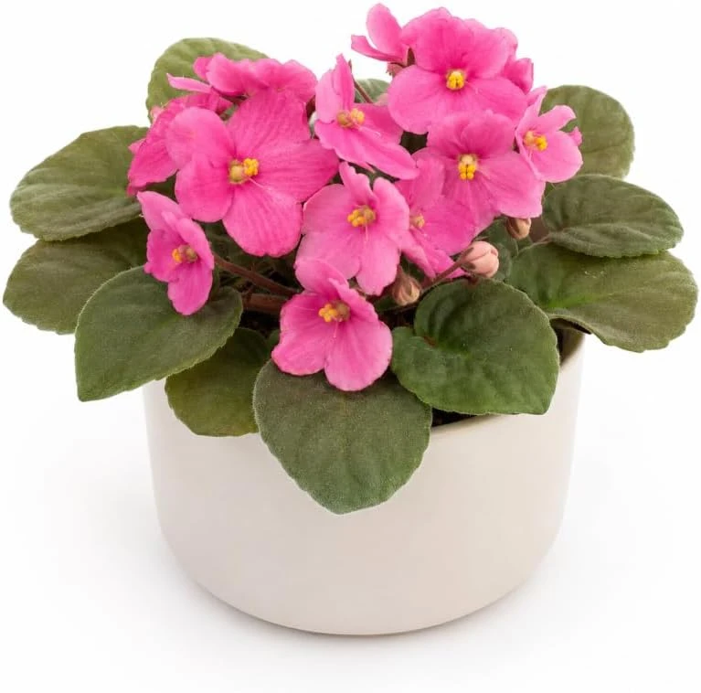 African Violet Live Plant with Pink Flowers - 3-5 Inches Tall, 4 Inch Pot - Indoor Houseplant - Image 1
