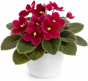 African Violet Live Plant with Red Flowers - 4 Inch Pot, 3-5 Inches Tall - Image 1