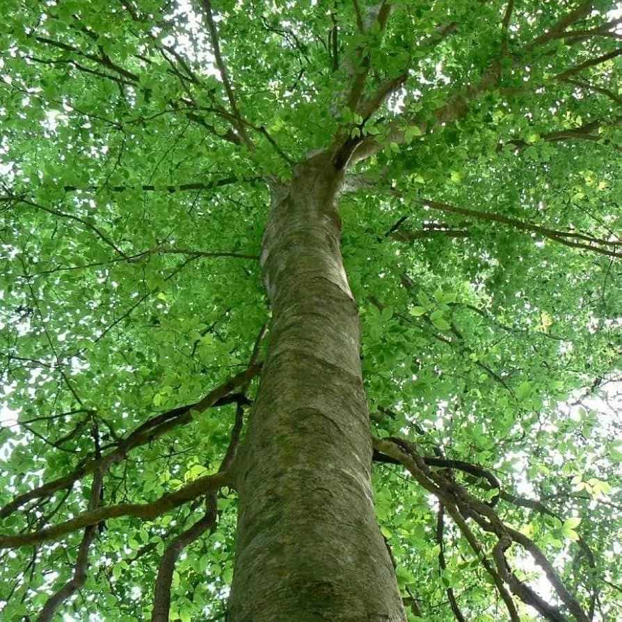 American Beech Tree Fagus grandifolia Live Plant 12-24" Tall Starter, Set of 3 - Image 2