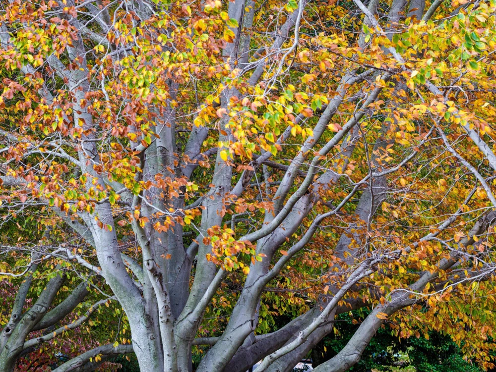 American Beech Tree Fagus grandifolia Live Plant 12-24" Tall Starter, Set of 3 - Image 3