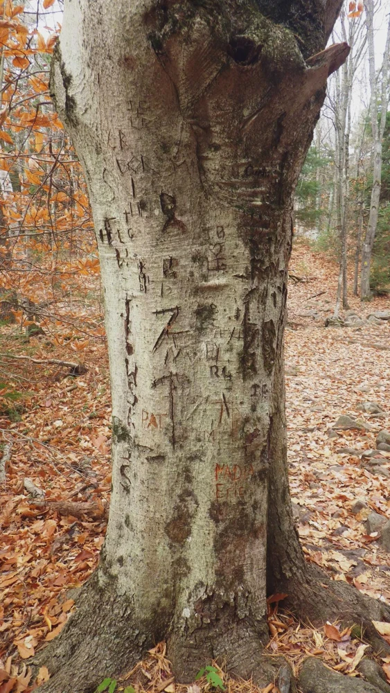 American Beech Tree Fagus grandifolia Live Plant 12-24" Tall Starter, Set of 3 - Image 4