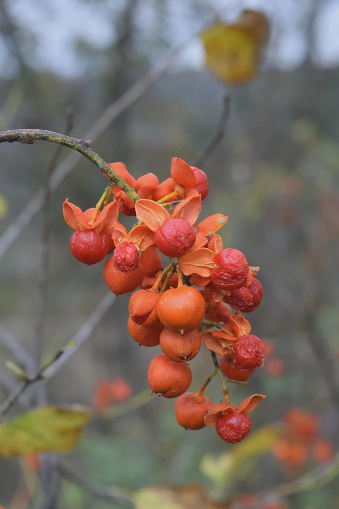 American Bittersweet Vine Live Plant – Celastrus scandens Starter Plug – 1 Quart Pot - Image 1