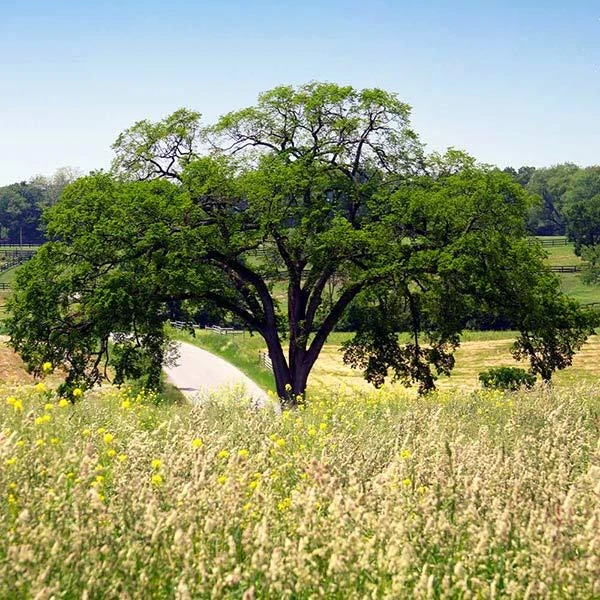 American Elm Tree Live Plant - 3 Pack 12-24" Ulmus americana Bare Root - Image 7