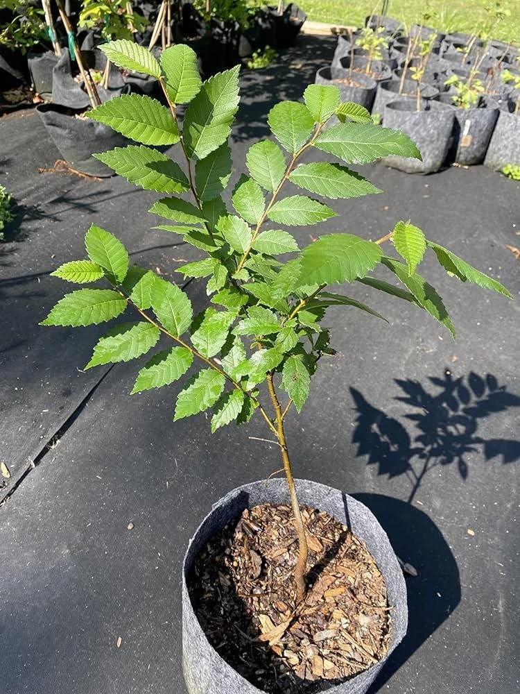 American Elm Tree Live Plant - 3 Pack 12-24" Ulmus americana Bare Root - Image 8