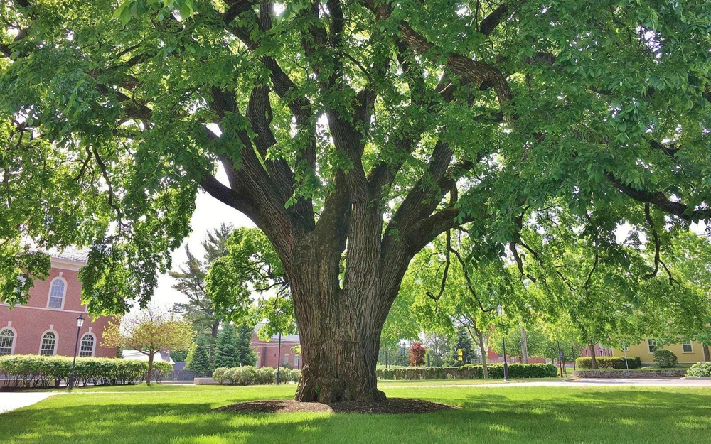 American Elm Tree Live Plant – Ulmus americana – 12-24 Inch Tall Starter Plant - Image 1