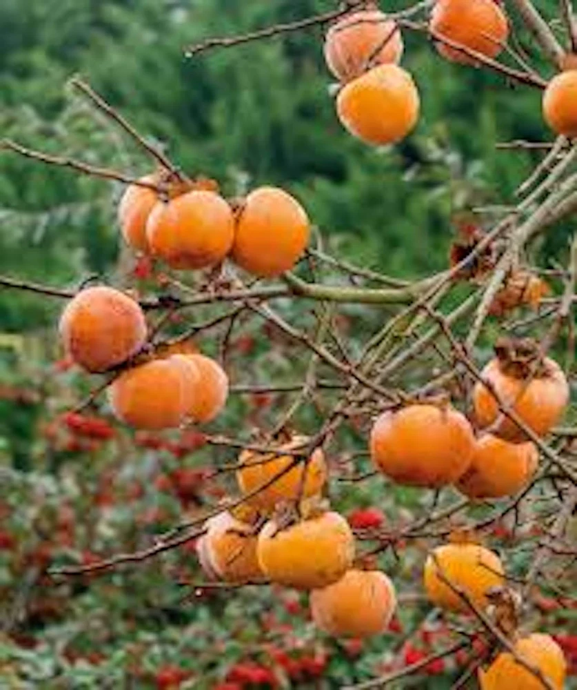 American Persimmon Tree Live Plant – Diospyros virginiana – 12-24in Tall – Outdoor - Image 3