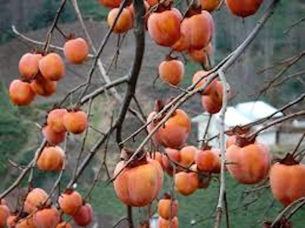 American Persimmon Tree Live Plant – Diospyros virginiana – 12-24in Tall – Outdoor - Image 4