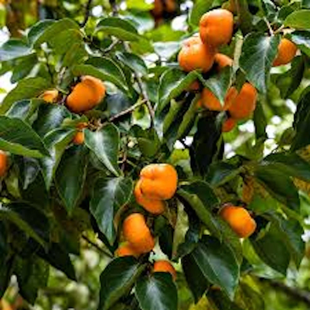 American Persimmon Tree Live Plant - Diospyros virginiana - 12-24in Quart Pot - Image 1