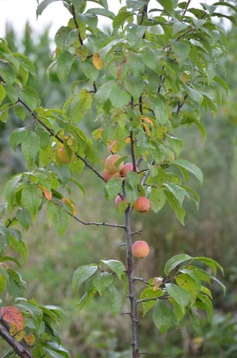 American Plum Tree Live Plant - 12-24" Tall Starter (Quart Pot) Outdoor - Image 3
