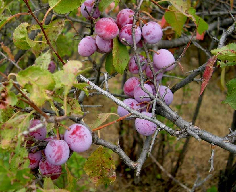 American Plum Tree Live Plant - 12-24" Tall Starter (Quart Pot) Outdoor - Image 5