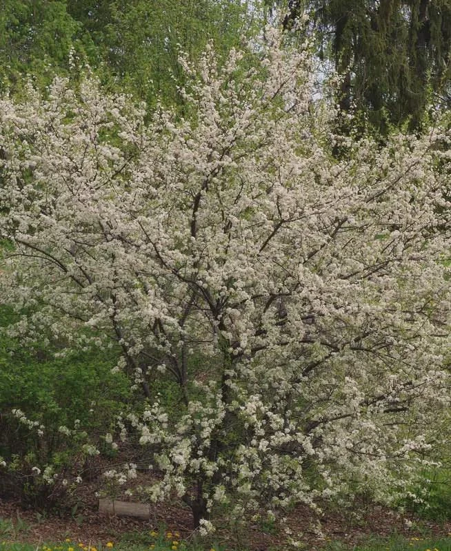American Plum Tree Live Plant - 12-24" Tall Starter (Quart Pot) Outdoor - Image 8