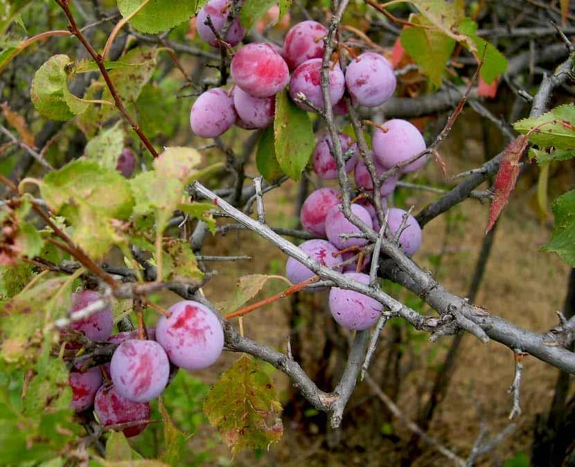 American Plum Tree Starter Plant – Prunus americana – Live Plant – 12-24" Tall – Quart Pot – Outdoor - Image 1