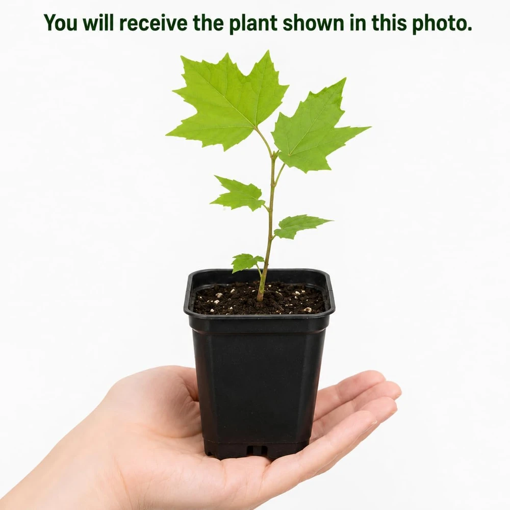American Sycamore Live Plant - Set of 2, 6-12 Inch Tall Sycamore Trees in Quart Pots, Outdoor - Image 2