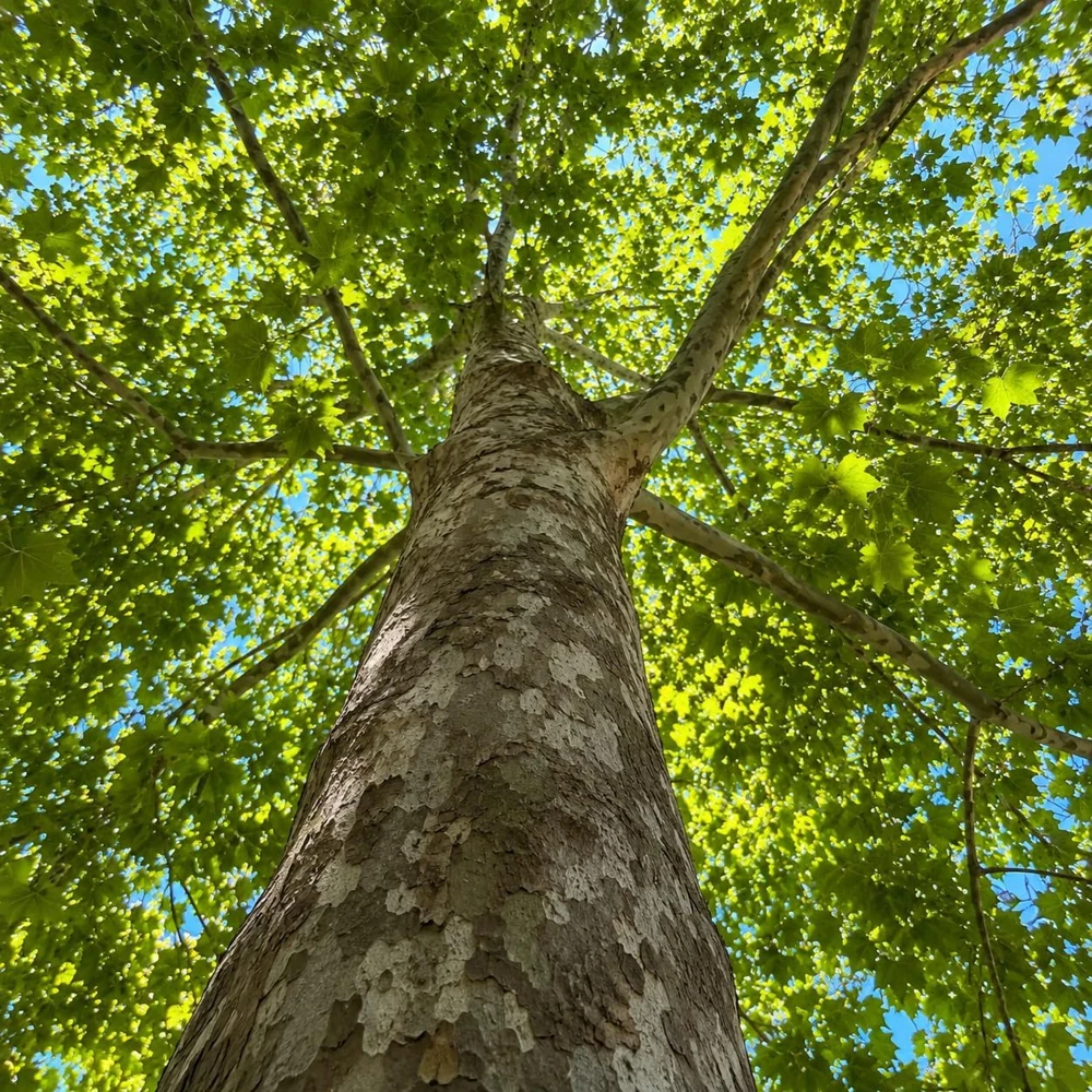 American Sycamore Live Plant - Set of 2, 6-12 Inch Tall Sycamore Trees in Quart Pots, Outdoor - Image 5
