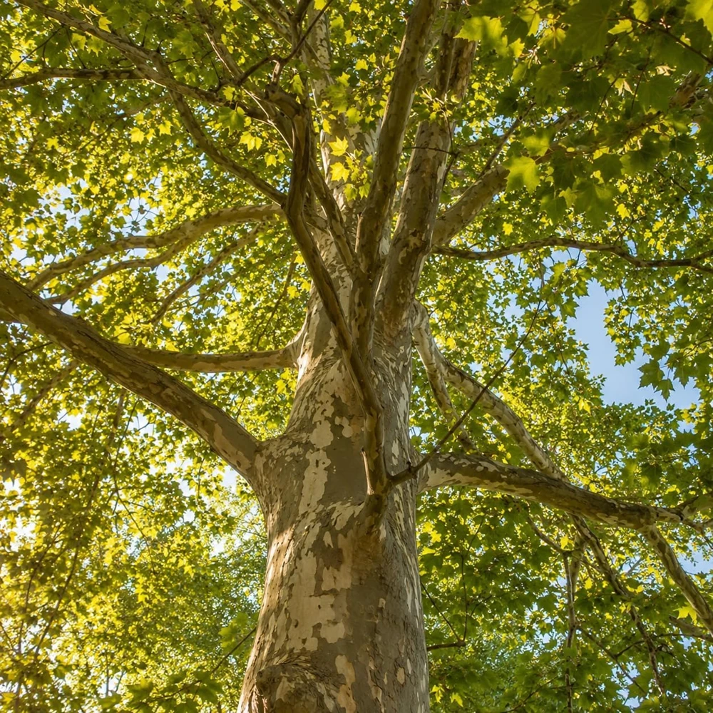 American Sycamore Live Plant - Set of 2, 6-12 Inch Tall Sycamore Trees in Quart Pots, Outdoor - Image 1