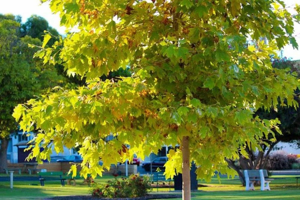 American Sycamore Tree Live Plant (Platanus occidentalis) - 5 Pack, 12-24" Tall Starter Plants in Quart Pots - Image 1