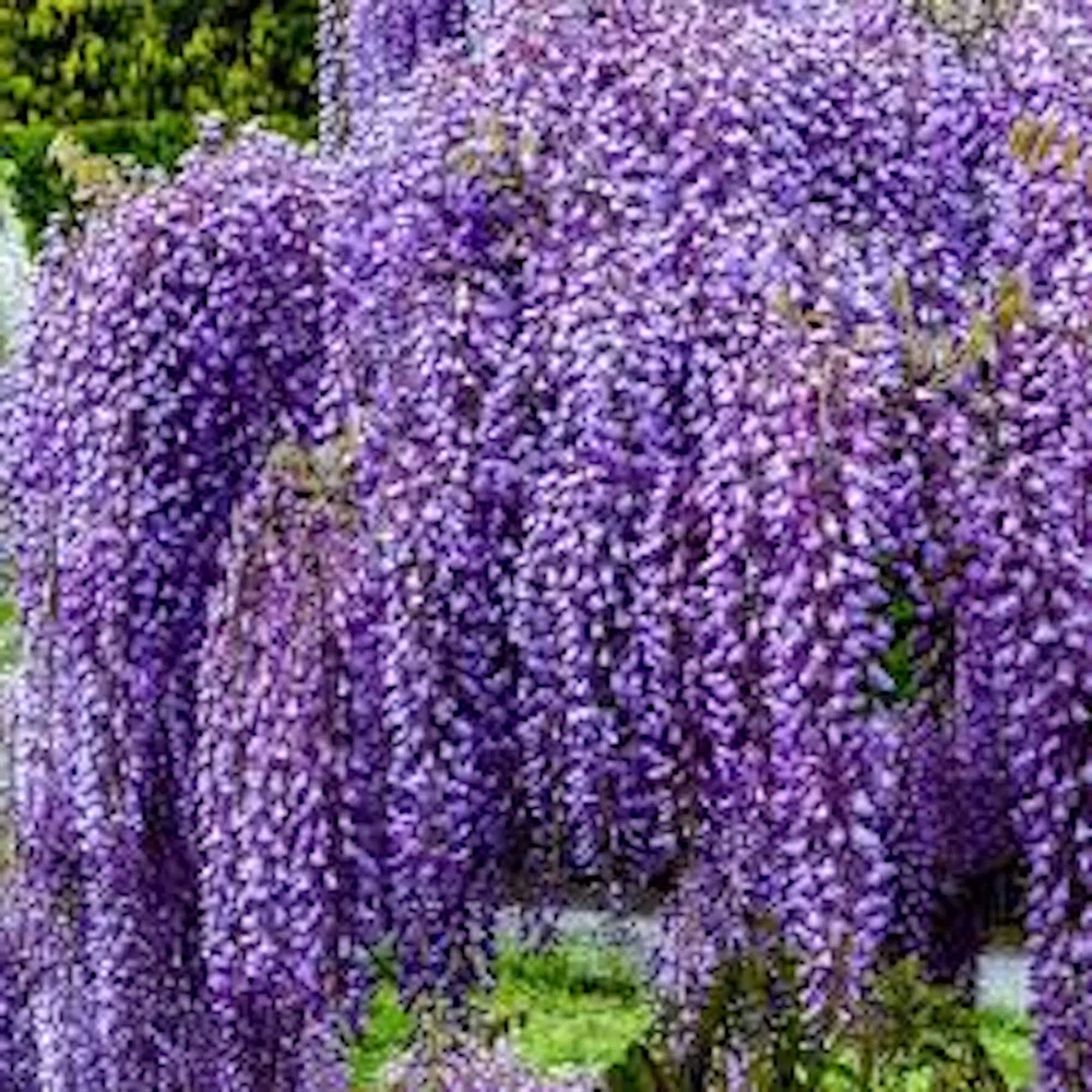 Amethyst Falls Wisteria Live Plant – 3 Pack, 12-14in Starter Plant, Quart Pot - Image 1