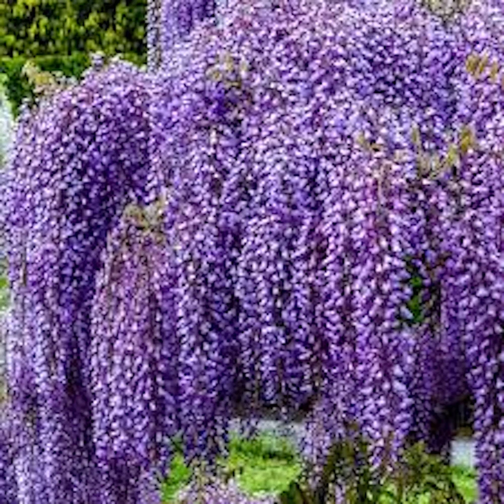 Amethyst Falls Wisteria Live Plant - 5 Vines, 12-14in Tall Starter, Quart Pot, USDA Zones 5-9 - Image 1