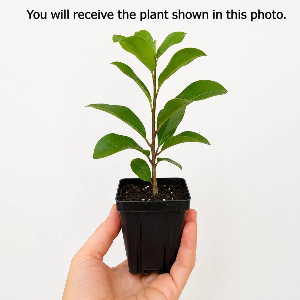 Ann Magnolia Tree Live Plants - Set of 2, 2.5 Inch Pot, Fragrant Flowering Bush, 5-10 Inches Tall - Image 2