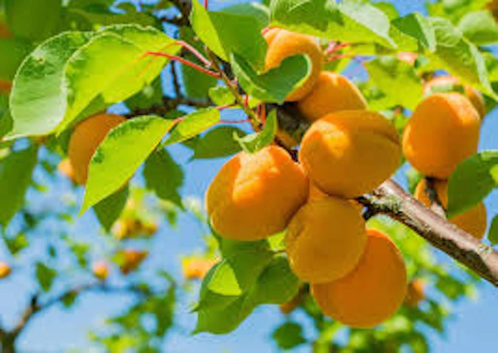 Apricot Tree Prunus armeniaca Live Plant - Fruit Starter 12-24in Tall - Image 2