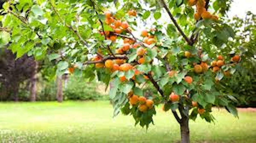 Apricot Tree Prunus armeniaca Live Plant - Fruit Starter 12-24in Tall - Image 3