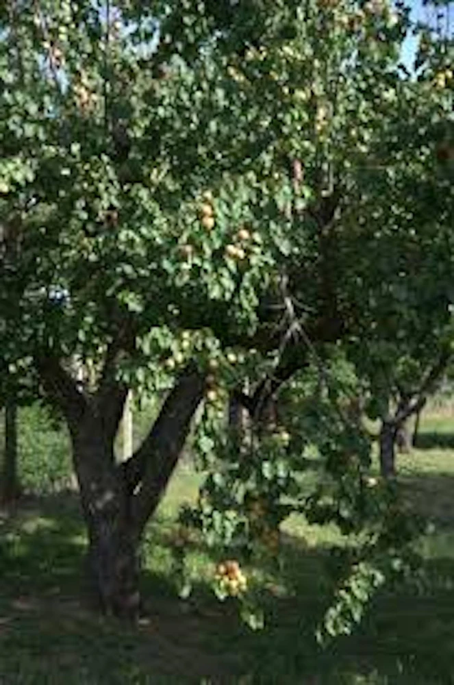 Apricot Tree Prunus armeniaca Live Plant - Fruit Starter 12-24in Tall - Image 4
