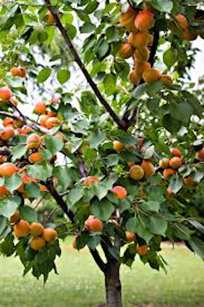 Apricot Tree Prunus armeniaca Starter Plant - 12-24in Fruit Tree - Image 1