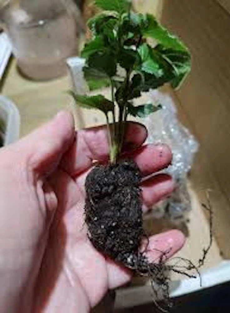 Arapaho Thornless Blackberry Live Plant - Rubus fruticosus - Sweet & Easy Harvest - Image 3