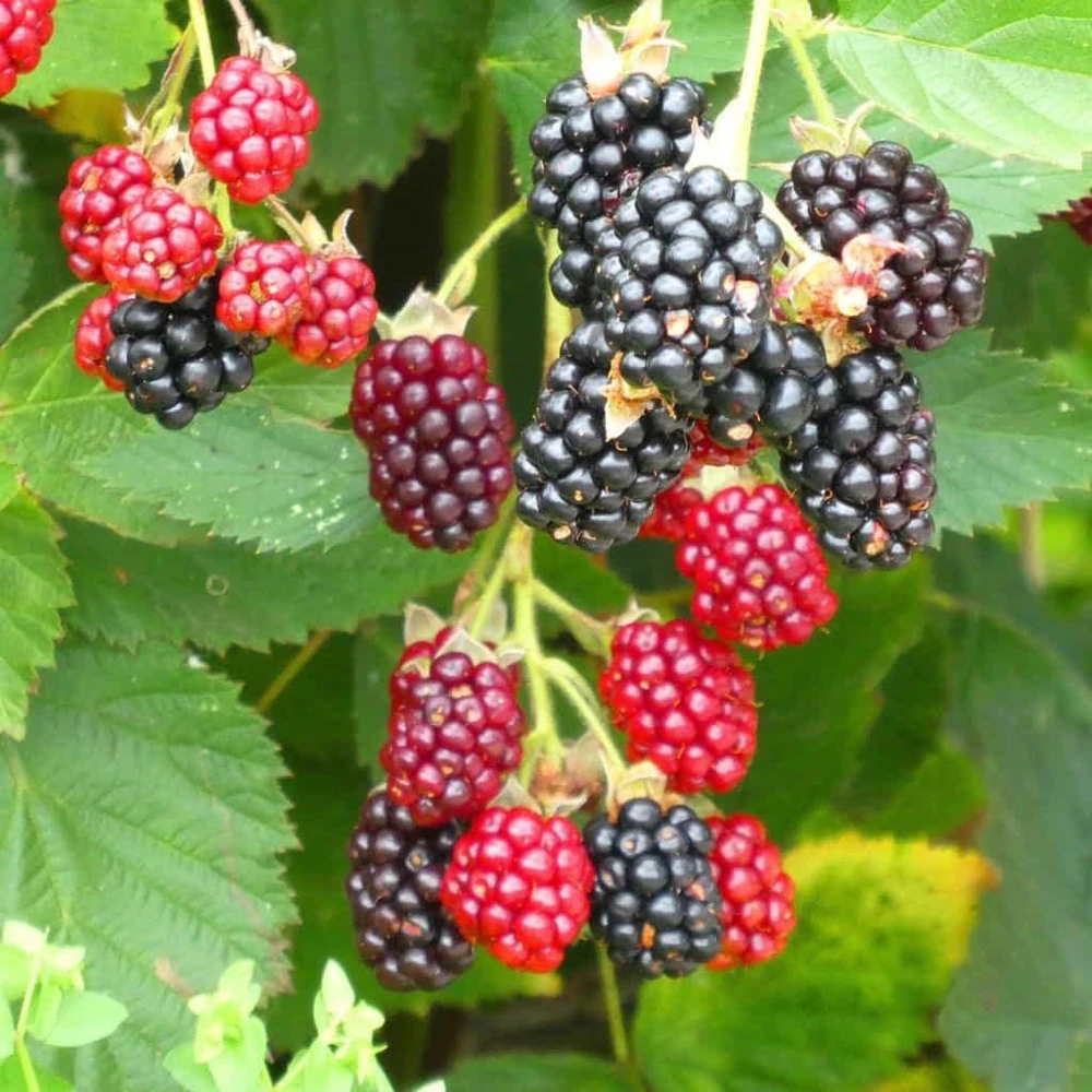 Arapaho Thornless Blackberry Live Plant - Rubus fruticosus - Sweet & Easy Harvest - Image 5