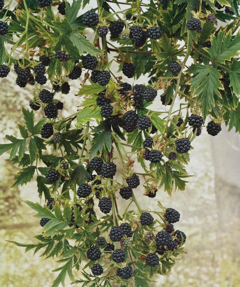 Arapaho Thornless Blackberry Starter Plug - Rubus fruticosus Live Plant - Image 6