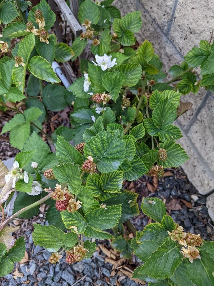 Arapaho Thornless Blackberry Starter Plug - Rubus fruticosus Live Plant - Image 8