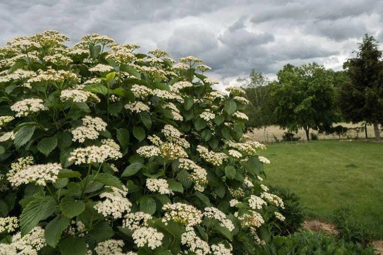 Arrowwood Viburnum Dentatum Live Plant - Deciduous Shrub Starter - Bare Root - Image 2