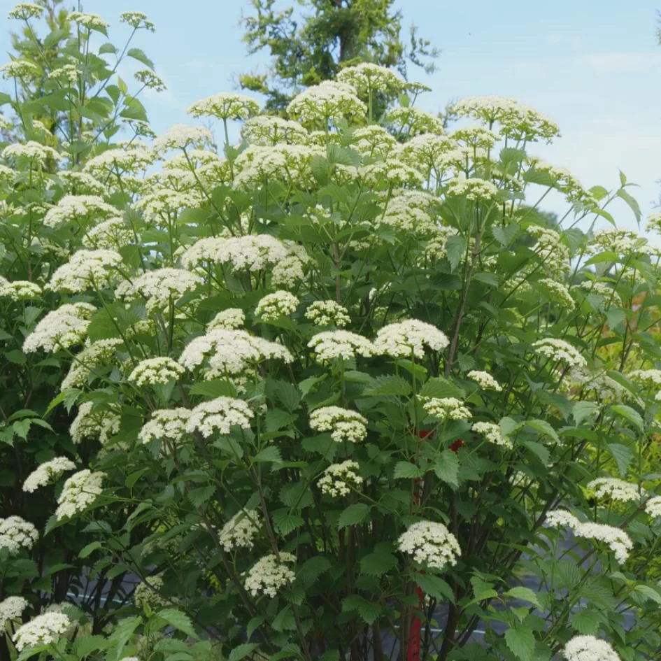 Arrowwood Viburnum Dentatum Live Plant - Deciduous Shrub Starter - Bare Root - Image 4