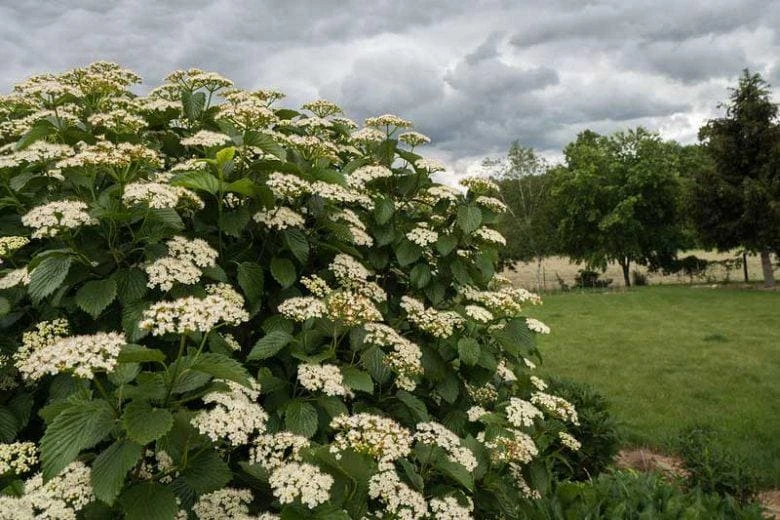 Arrowwood Viburnum Dentatum Live Plant - Deciduous Shrub Starter - Bare Root - Image 6