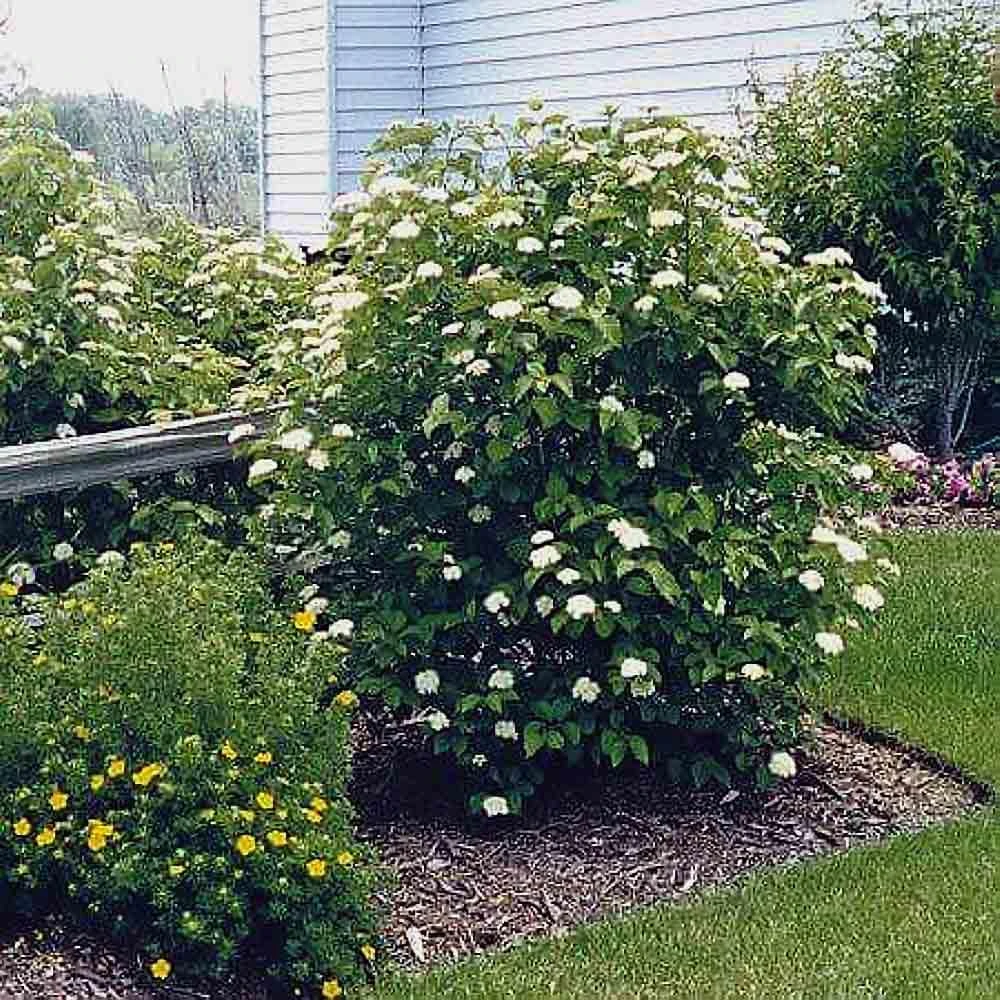 Arrowwood Viburnum Dentatum Live Plant - Deciduous Shrub Starter - Bare Root - Image 7