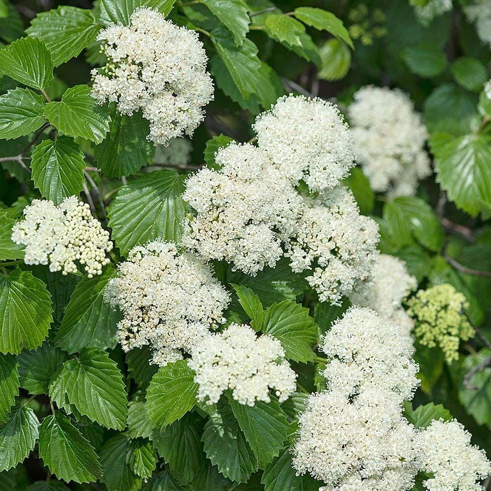 Arrowwood Viburnum dentatum Shrub - Live Bare Root Plant - 6-12" Tall - Image 1