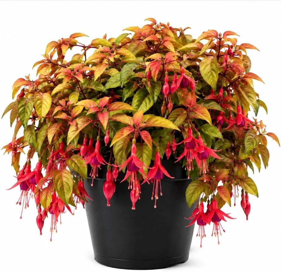 Autumnale Fuchsia Live Plant – Red Flower Fuchsia – 4-6 inch Tall – 5 Inch Pot – Outdoor - Image 1