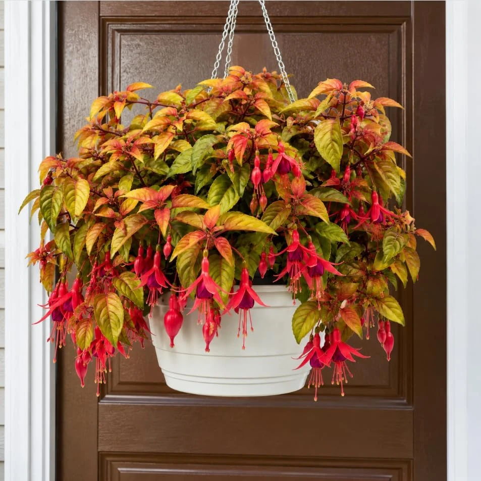 Autumnale Fuchsia Live Plant - Red Flowers, 4-6 Inch Tall, 5 Inch Pot, Outdoor - Image 1