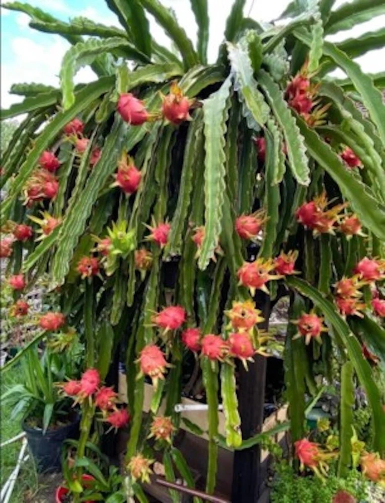 Baby Dragon Fruit Plant Starter Plug - Hylocereus Hybrid Live Plant - Image 1
