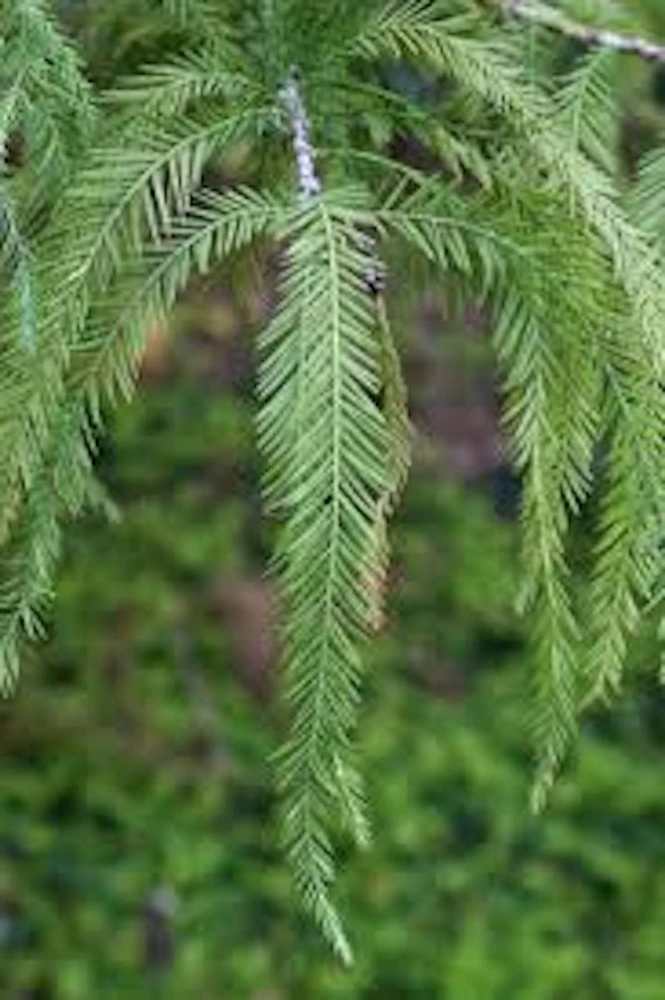 Bald Cypress Live Plant – Taxodium distichum – 12-24in Tall – Quart Pot – Outdoor Landscape Tree - Image 3
