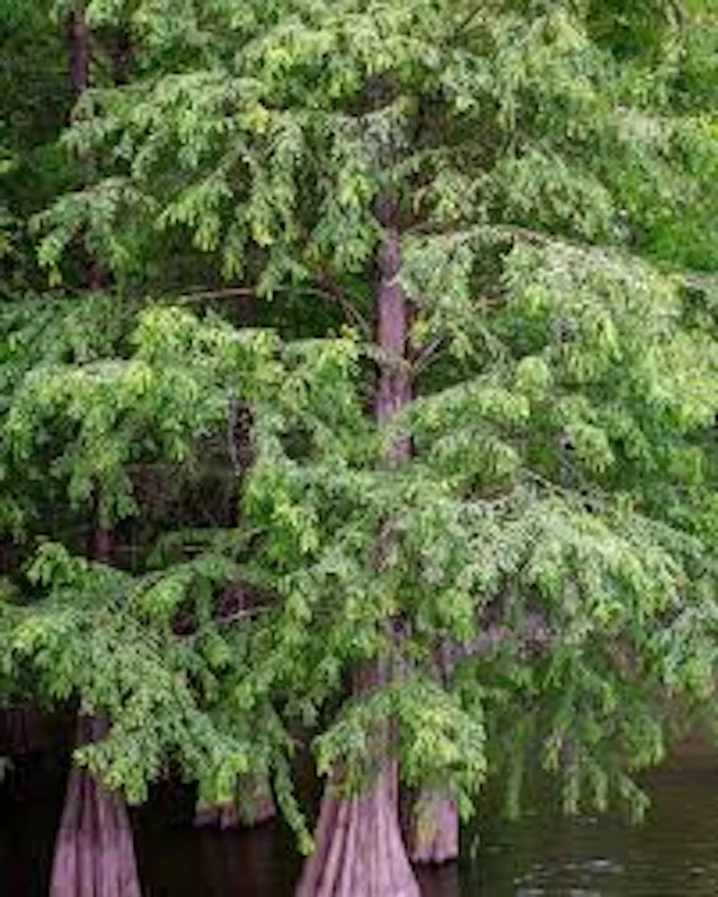 Bald Cypress Live Plant – Taxodium distichum – 12-24in Tall – Quart Pot – Outdoor Landscape Tree - Image 1