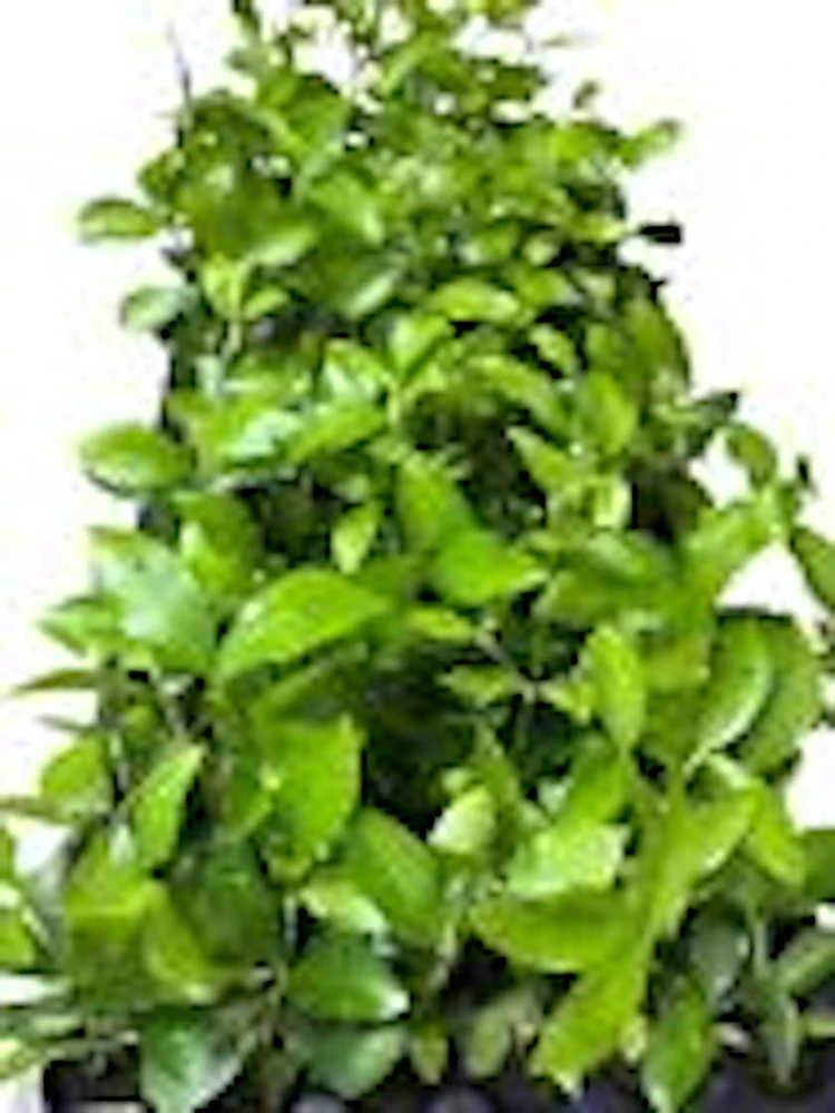 Barbados Cherry Tree Live Starter Plant - Malpighia Emarginata Fruit Tree - Image 2