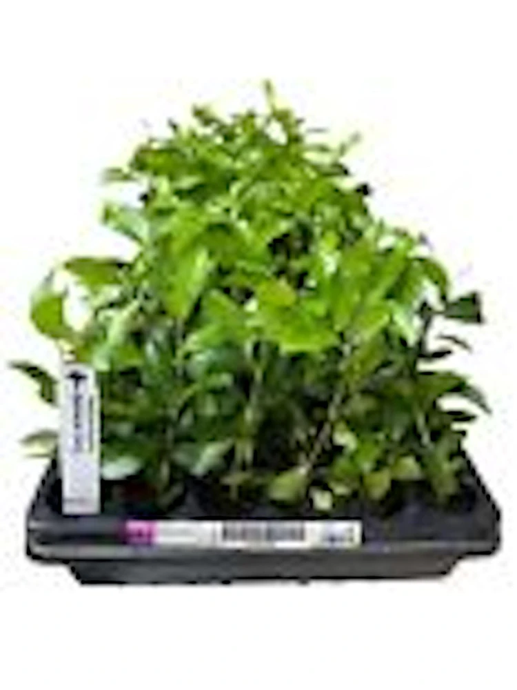Barbados Cherry Tree Live Starter Plant - Malpighia Emarginata Fruit Tree - Image 3