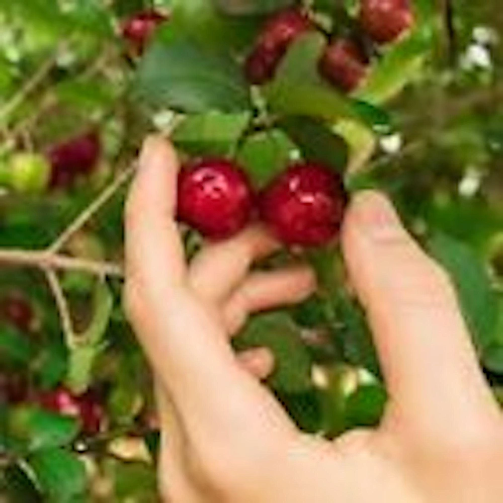 Barbados Cherry Tree Live Starter Plant - Malpighia Emarginata Fruit Tree - Image 5