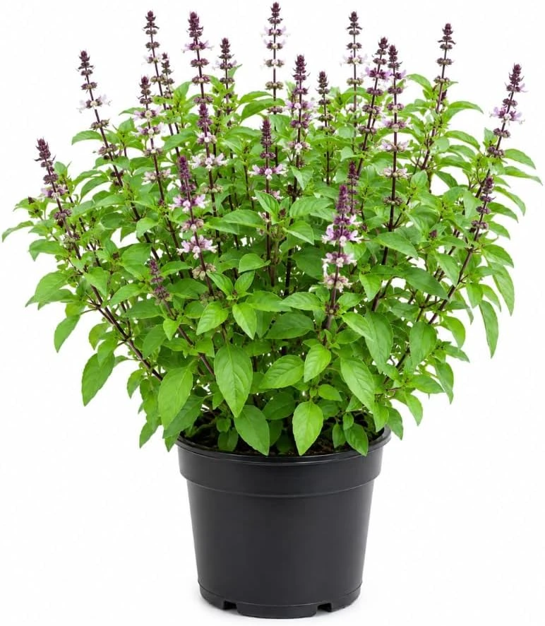 Basil Live Plant - 2 Plants, 4-inch Pot, 3-5 inches Tall - Culinary Herb - Image 1