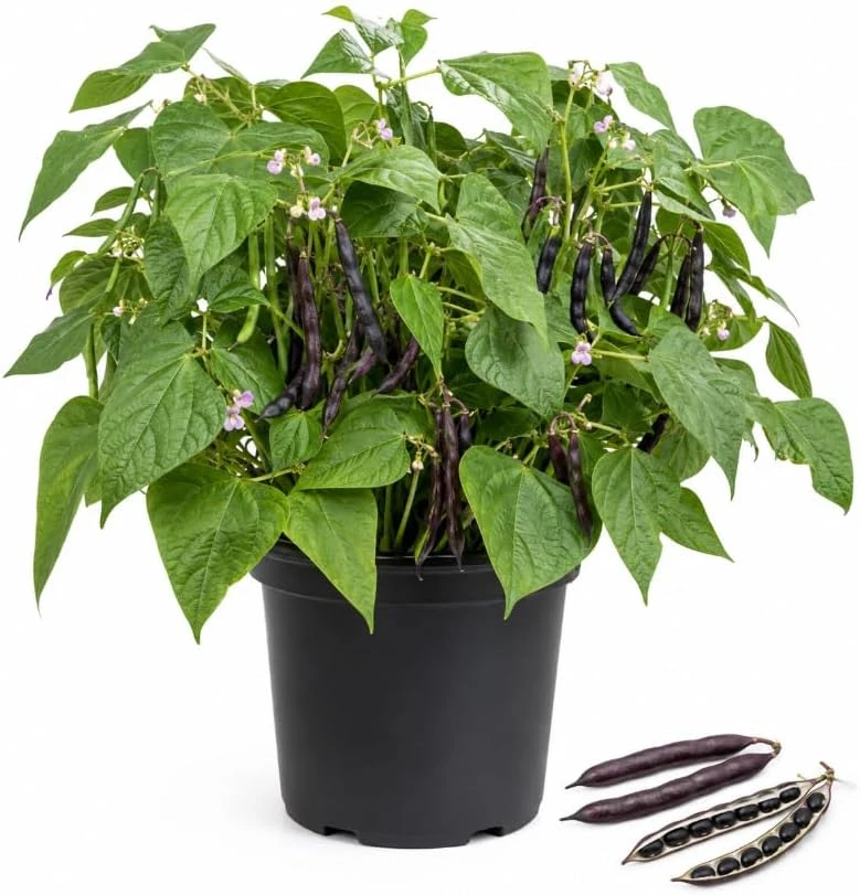 Black Bean Live Plants - 2 Plants per 4 Inch Pot, 3-5 Inches Tall, Vegetable for Garden & Patio - Image 1