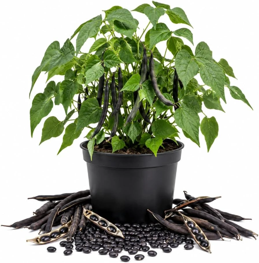 Black Bean Seedlings Live Plant – 2 Plants in 4 Inch Pot, 3-5 Inches Tall – Bush Bean for Garden & Containers - Image 1