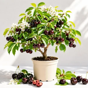 Black Cherry Live Plant, Sweet Fruit Tree, 6-12 Inch Tall, Quart Pot, USDA Zones 3-9 - Image 1